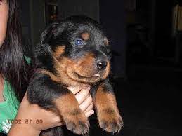 We have beautiful rottweiler puppies available! American Rottweiler Puppies For Sale In Pa Petsidi