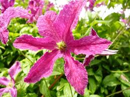 Check spelling or type a new query. Clematis Viticella Abundance