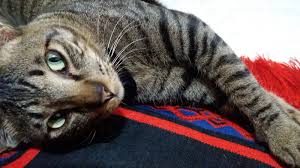 Post ini akan mereview makanan kucing merk classic. Review Makanan Kucing Cat Food Kitchen Flavor