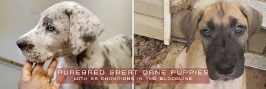 Great dane's should have extensive training while a puppy to teach them to not lean on people, or have behavioral issues in the future. Grant S Gorgeous Great Dane Puppies In Street Md