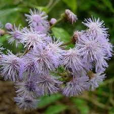 Image result for Bartlettina