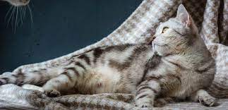 Warum pinkelt die katze in die wohnung? Meine Katze Ist Rollig Tipps Im Umgang Tiermedizin Dr Gumpert