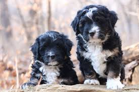 Mini bernedoodles can range anywhere from 15 pounds to 40 pounds depending on the dogs used for breeding. Traditional Black Tri Color Mini Bernedoodle Puppies