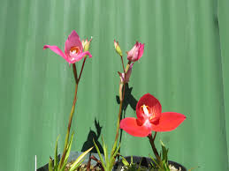 Image result for Disperis virginalis