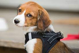 Monday through friday, 6:30 am to 5:30 pm ; Welpe Kommt Ins Haus Grundlagen Uber Das Zusammenleben Planet Hund