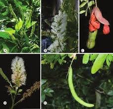 Image result for Pithecellobium