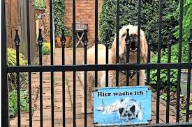 Auch wenn das hundegebell zehn minuten lang ohne unterbrechung. Bellen Auf Knopfdruck Was Hilft Wenn Der Eigene Hund Nur Klafft