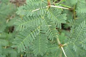 Image result for Acacia farnesiana