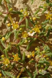 Image result for Zygophyllum simplex