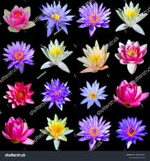 Image result for Nymphaeaceae