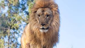 People started bringing injured wild animals and exotic pets to the farm for rehabilitation. El Nuevo Proyecto Del Buin Zoo Para Mantener El Distanciamiento En El Recinto