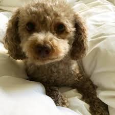 Amelia Draper Time To Bring Out The Down Blankets Or At Least Have Them Nearby As Nights Start To Get Chilly Makes Cora Want To Stay In Bed And Snuggle Longer