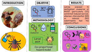 Image result for Sphenostylis marginata