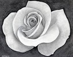 When you're looking for inspiration, it's impossible to predict what will appeal to your audience so draw what inspires. Roses Realistic Drawing Roses Gallery