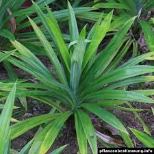 Image result for Pandanus odoratissimus