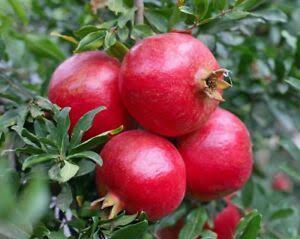 Mga resulta ng larawan para sa Pomegranate Fruit tree"