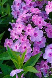 Pin On Flower Garden