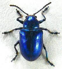 Bug Wild The Cobalt Milkweed Beetle Milkweed Beetle Drawing Beetle