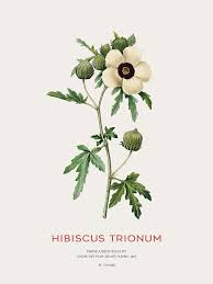 Image result for Hibiscus trionum
