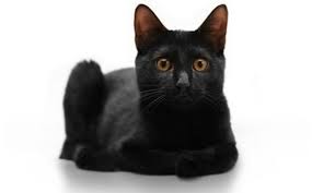Beautiful Black Cat With Brown Eyes Cat With Brown Eyes Google Search Black Cat Day National Black Cat Day Cat Breeds