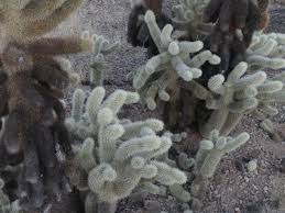 All kidding aside there is something truly therapeutic into memeifying your angry situation and realizing that the swinging cactus man is a true legend and he is the ultimate form of anger achieved by humanity. The Tale Of The Jumping Teddy Bear Cholla Cactus Earthwalkabout