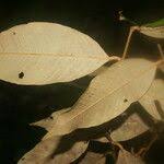 Image result for Parinari excelsa