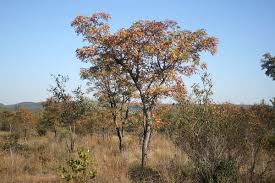 Image result for Burkea africana