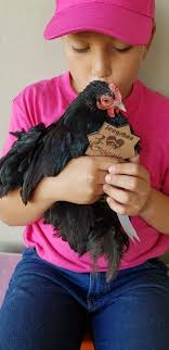 Prestasies tydens Stella...