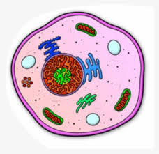 Collection Of Cell Transparent High Quality Animal Cell Cartoon Drawing Png Image Transparent Png Free Download On Seekpng