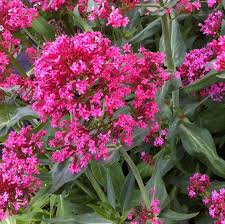 Image result for Centranthus