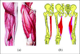 There are five types of skeletons and bones in human. Human Leg System A Anatomic Assembly B Link Diagram Of Muscle And Download Scientific Diagram