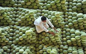 A Farmer Arranges Watermelons Prior To An Auction At A Wholesale Fruit Market On The Outskirts Of Hyderabad India Art To Me Pictures Summer Traditions Photo