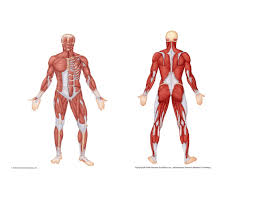 Anterior muscles in the body. Muscle Man Labeling