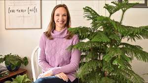 The second thing to understand about indoor norfolk pine care is that, being a tropical plant, they need high humidity. Norfolk Island Pine Care How To Care For The Norfolk Pine Northlawn Flower Farm Youtube