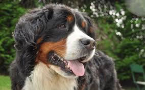 Using the raising toxicity calculator, an 18lb dog has a toxic dose of 19 raisins and 30 grapes. Ask A Vet My Dog Ate Grapes Dog Discoveries