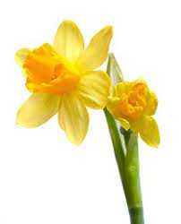 Happy St David S Day Fellow Welshmen Daffodils Flower Painting March Birth Flowers