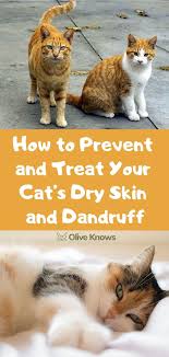 How To Prevent And Treat Your Cat S Dry Skin And Dandruff Oliveknows Cat Skin Cat Dandruff Cat Shampoo