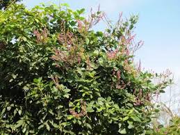 Image result for Ptycholobium plicatum