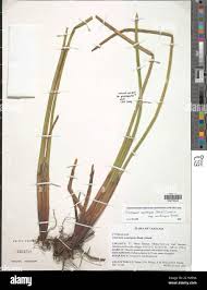 Image result for Eleocharis acutangula