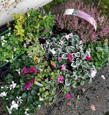 This urn is a traditional design that has decorative design, and is ready for favorite plants. Last Chance To Get Planters And Window Boxes Dressed For The Winter Kildare Now