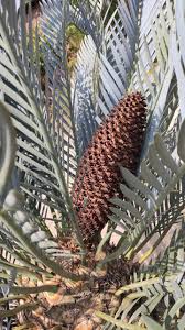 Image result for Encephalartos schmitzii