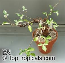 Image result for Commiphora mossambicensis
