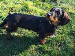 Recently i lost my 14 year old dachshund and decided to go into this breeding adventure with my mother. Wire Haired Dachshund Puppies Alabama Bmo Show