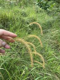Image result for Setaria sphacelata
