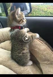 20 Times Cats Show Regrets With Their Poor Life Choices Immediately In 2020 Cute Animals Kittens Cutest Happy Cat