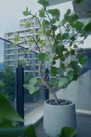 房間看出去的景色夏天茂盛的海葡萄看了很療癒～ 種植物固然很美但照顧起來真的很花心思每片葉子都要擦拭過