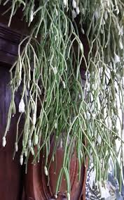 Image result for Rhipsalis