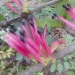 Image result for Tapinanthus dependens