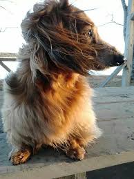 Puppet From Nova Scotia Gustav S Dachshund World And Friends Wiener Dog Dachshund Lovers