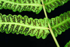 Image result for Ampelopteris